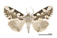 藏品(大斑波紋蛾)的圖片